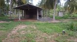 VALUABLE FARM / PIGGERY COCONUT ESTATE FOR SALE