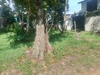 Valuable land for sale Boralasgamuwa