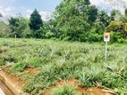 Valuable Land for Sale Eheliyagoda