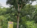 Valuable Land for Sale Batuwanthudawa