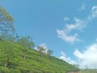 Valuable land for sale Hatton