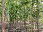 Valuable Land for Sale in Anuradhapura