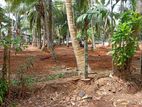 Valuable Land for Sale in Batagama Road Kandana