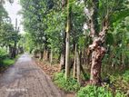 Valuable Land for Sale in Gampaha