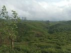 Valuable Land for Sale in Hatton