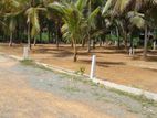 Valuable land for sale in Horana
