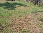 Valuable Land for Sale in Ja-Ela