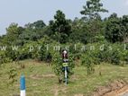 Valuable land for sale in Kalutara Dodangoda