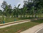 Valuable land for sale in Kalutara Palathota road