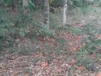 valuable Land for sale in Kandana Polpithimukalana