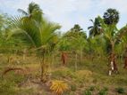 Valuable Land for sale in Kilinochchi