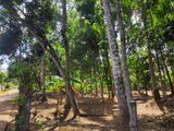 Valuable Land for Sale in Kirillawala