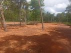 Valuable Land for Sale in Koggala