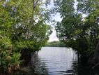 Valuable land for sale in Koggala
