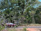 Valuable Land for Sale in Maho, Kurunegala