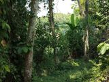 Valuable Land for Sale in Mawanella