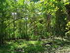 Valuable Land For Sale In Monaragala