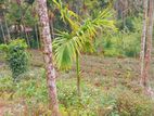 Valuable Land for sale in Nawalapitiya