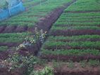 Valuable Land for Sale in Nugathalawa, Welimada