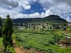 Valuable Land for Sale in Nuwaraeliya