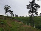 Valuable land for sale in Nuwaraeliya