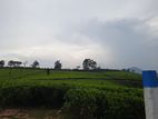 Valuable land for sale in Nuwaraeliya