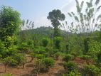 Valuable Land for Sale in Pilimathalawa