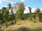 valuable land for Sale in Pilimathalawa