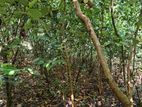 Valuable Land for Sale in Pitipana