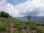 Valuable land for sale in Pundaluoya