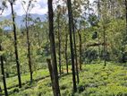 Valuable Land For Sale In Pussellawa Delta Estate