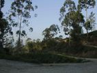 Valuable land for sale in Pussellawa, Delta Estate