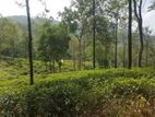 Valuable Land for sale in Pussellawa
