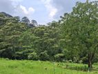 Valuable Land for Sale in Pussellawa