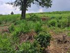 Valuable Land for Sale in Pussellawa