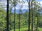 Valuable Land for Sale in Pussellawa
