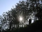 Valuable land for sale in Pussellawa