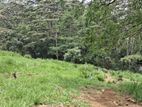 Valuable Land for Sale in Pussellawa