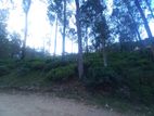 Valuable Land for Sale in Pussellawa