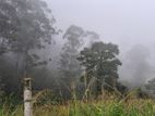 Valuable Land for Sale in Pussellawa Wahurupitiya