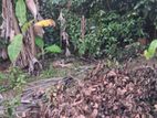 Valuable Land for Sale in Ranala