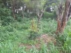 Valuable Land for Sale in Rattota