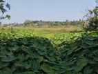 Valuable Land for Sale in Talawathugoda