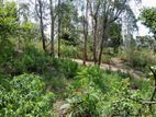 Valuable Land for Sale Near Nuwara Eliya/Haputale