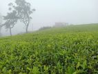 Valuable Land for Sale Nuwara Eliya