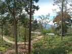 Valuable land for sale Nuwara Eliya