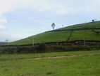 Valuable land for sale Nuwara Eliya