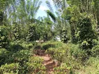 Valuable Land for Sale Pilimathalawa
