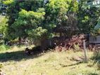 Valuable Land For Sale – Trincomalee Town
