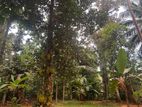 Valuable Land with House for Sale in Wathurugama